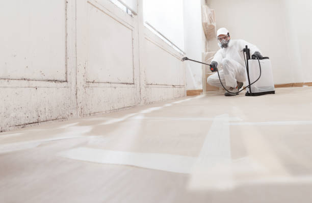 Black mold remediation team in Woodridge