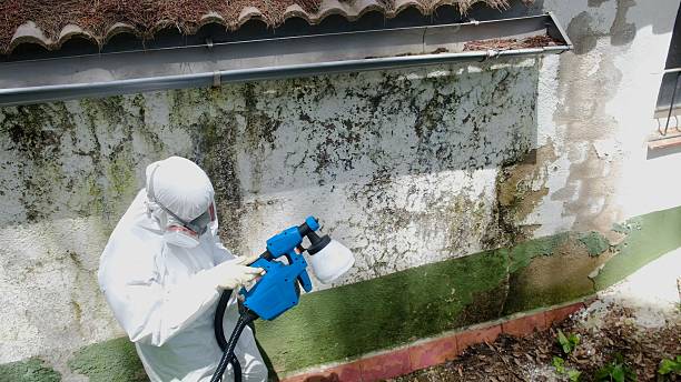 Mold Removal service in Woodridge